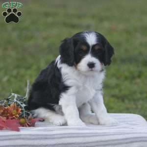 Harvey, Cavapoo Puppy